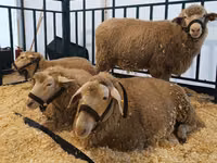 Owca, Kuibyshev sheep — zdjęcie 3