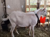 Cabro, Saanen goat — foto 1