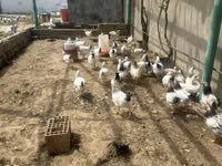 Chickens — foto 1