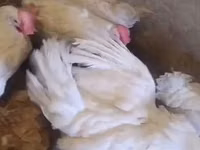 leghorn — foto 2