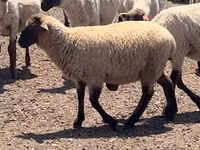 Koç, Hampshire sheep — foto 3