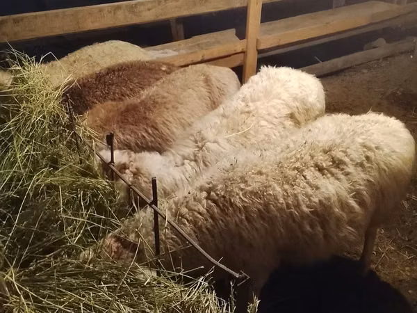 Bélier, Moutons