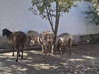 Oveja, Ovejas — foto 5
