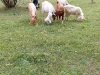 Ziege, Ziegen — Foto 5