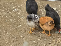 Chickens — புகைப்படம் 7