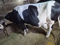 Vache, Russian Black pied cattle — photo 5