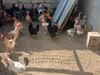 Chickens — photo 3