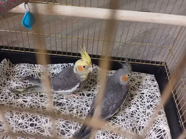 Nimfa (Cockatiel) cütü və qəfəs - Növ: Nimfa (cockatiel)