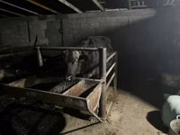 Krava, Skot — foto 4