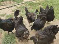 Chickens — zdjęcie 3