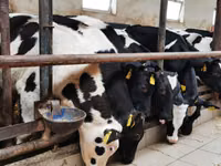ثور, Simmental cattle — الصورة 5