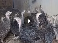 Guinea fowl — foto 1