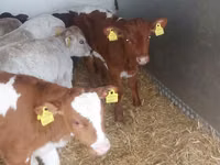 Sığır (parti, cinsiyet belirtilmedi), Simmental cattle — foto 3
