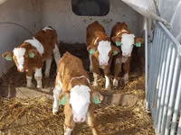 ثور, Simmental cattle — الصورة 4