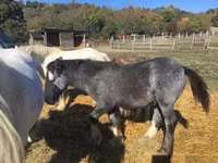 Kůň, Gypsy horse — foto 3