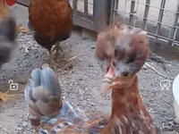 Chickens — foto 3