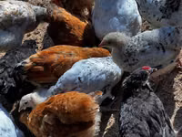 Chickens — Foto 6
