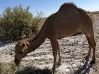 பெண் ஒட்டகம், Kazakh Bactrian camel — புகைப்படம் 3