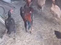 Chickens — foto 6