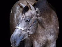 Yegua, Quarter Horse — foto 1