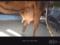 பசு, Simmental cattle — புகைப்படம் 5