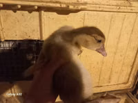 Ducks — photo 2