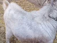 公山羊, Goats — 照片 5