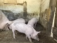 Sow, Pigs — photo 1