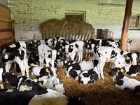 Taureau, Russian Black pied cattle — photo 2