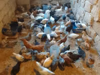 Chickens — foto 4