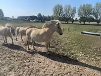 Klisna, Fjогd — foto 3