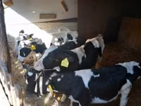雄牛, Russian Black pied cattle — 写真 3