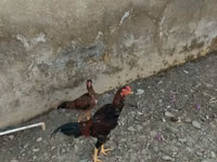 Chickens — الصورة 2
