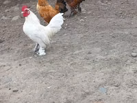 Chickens — الصورة 3