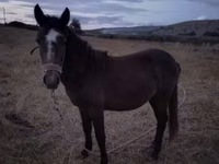 Jument, Chevaux — photo 1