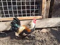 बैण्टम — फ़ोटो 2