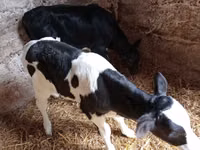 Býk, Russian Black pied cattle — foto 2