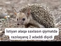 Afrika pigme kirpisi – ev heyvanı - Növ: Atelerix albiventris (Afrika — புகைப்படம் 5