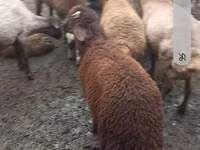 Ovce (šarže, pohlaví neuvedeno), Red Karaman sheep — foto 3