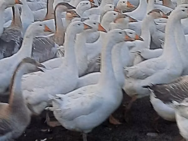 Geese — अज़रबैजान