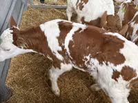 Bull, Simmental cattle — photo 1