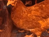 Chickens — zdjęcie 8