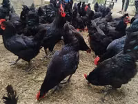 Australorp — foto 2
