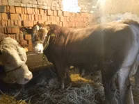 सांड, लिमोज़िन गाय — फ़ोटो 3