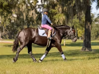 კვიცი, Percheron — ფოტო 8