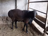 Ram, Sheep — photo 3