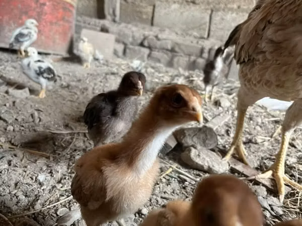 Chickens