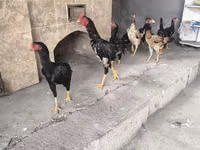 Chickens — புகைப்படம் 5