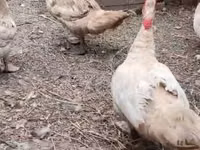 Ducks — الصورة 7