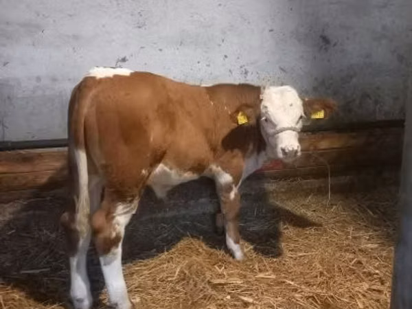 Býk, Simmental cattle